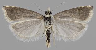 Attēlu rezultāti vaicājumam “Thiodia citrana”