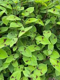 Attēlu rezultāti vaicājumam “Bistorta major leaf”