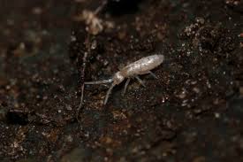 Attēlu rezultāti vaicājumam “Heteromurus nitidus”