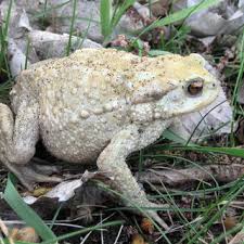 Attēlu rezultāti vaicājumam “Bufo bufo”