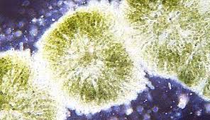 Attēlu rezultāti vaicājumam “Batrachospermum moniliforme”