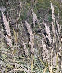 Attēlu rezultāti vaicājumam “Calamagrostis epigeios”
