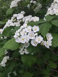 Attēlu rezultāti vaicājumam “Crataegus macracantha flower”