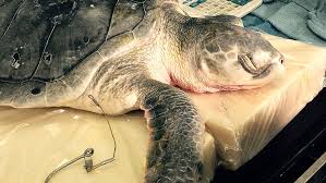 Image result for Lepidochelys kempii