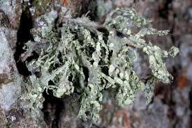 Attēlu rezultāti vaicājumam “Ramalina pollinaria”