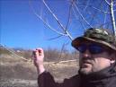 Balm Of Gilead Cottonwood Buds