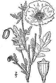 Image result for Papaver rhoeas