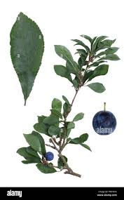 Attēlu rezultāti vaicājumam “Prunus spinosa fruit”