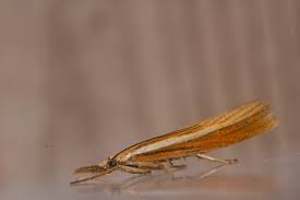 Attēlu rezultāti vaicājumam “Agriphila tristella”