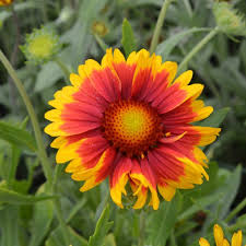 Image result for Gaillardia `Kobold`