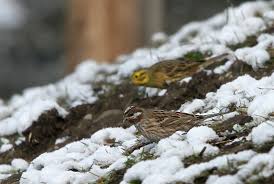Image result for Emberiza leucocephalos