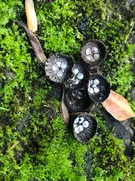 Attēlu rezultāti vaicājumam “Cyathus striatus”