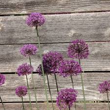 Attēlu rezultāti vaicājumam “Allium holandicum flower”