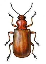 Attēlu rezultāti vaicājumam “Lilioceris lilii”