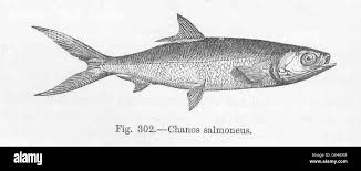 Image result for Chanos chanos