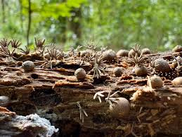 Attēlu rezultāti vaicājumam “Arcyria helvetica”