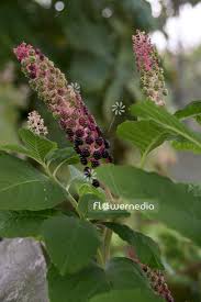 Attēlu rezultāti vaicājumam “Phytolacca acinosa flower”