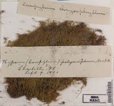 Attēlu rezultāti vaicājumam “Campylium chrysophyllum”