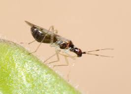 Attēlu rezultāti vaicājumam “Dicyphus nymph”