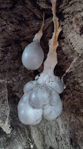 Attēlu rezultāti vaicājumam “Lycogala cf. fossiculatum macro”