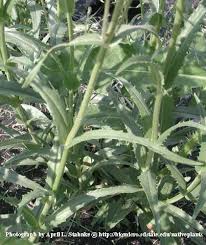 Attēlu rezultāti vaicājumam “Stemonitopsis gracilis”