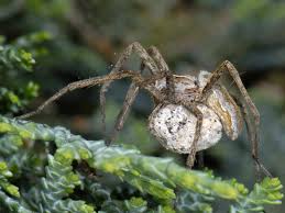 Attēlu rezultāti vaicājumam “Pisaura mirabilis cocoon”