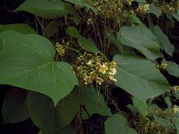 Attēlu rezultāti vaicājumam “Catalpa ovata”