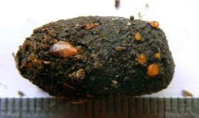 Attēlu rezultāti vaicājumam “Cheilymenia stercorea”