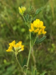 Attēlu rezultāti vaicājumam “Medicago sativa subsp. falcata”