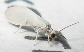 Attēlu rezultāti vaicājumam “Coniopterygidae”