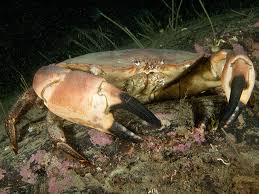 Image result for Cancer pagurus