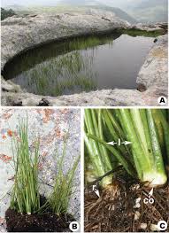 Attēlu rezultāti vaicājumam “Isoetaceae”