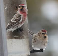 Attēlu rezultāti vaicājumam “Carduelis flammea”