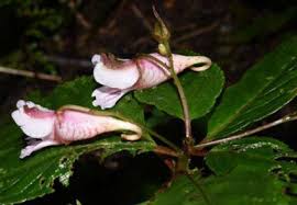 Attēlu rezultāti vaicājumam “Balsaminaceae”