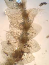 Attēlu rezultāti vaicājumam “Calypogeia integristipula”