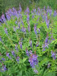 Attēlu rezultāti vaicājumam “Galega orientalis leaf”
