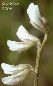 Attēlu rezultāti vaicājumam “Vicia hirsuta flower”
