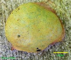 Attēlu rezultāti vaicājumam “Fuligo luteonitens”