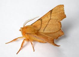 Attēlu rezultāti vaicājumam “Ennomos erosaria”