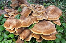 Attēlu rezultāti vaicājumam “Bondarzewia mesenterica”