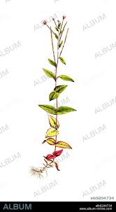 Attēlu rezultāti vaicājumam “Epilobium montanum”