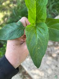Attēlu rezultāti vaicājumam “Prunella vulgaris leaf”