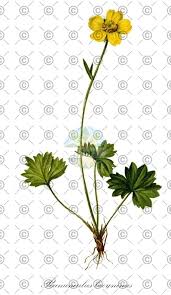 Attēlu rezultāti vaicājumam “Ranunculus acris fruit”