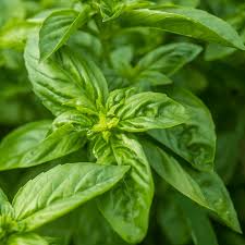 Image result for Ocimum basilicum