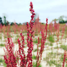 Attēlu rezultāti vaicājumam “Rumex”
