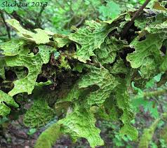 Attēlu rezultāti vaicājumam “Lobaria pulmonaria”