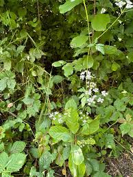 Attēlu rezultāti vaicājumam “Torilis japonica leaf”