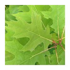 Attēlu rezultāti vaicājumam “Quercus rubra”