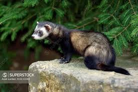 Attēlu rezultāti vaicājumam “Mustela putorius”