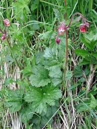 Attēlu rezultāti vaicājumam “Geum rivale leaf”